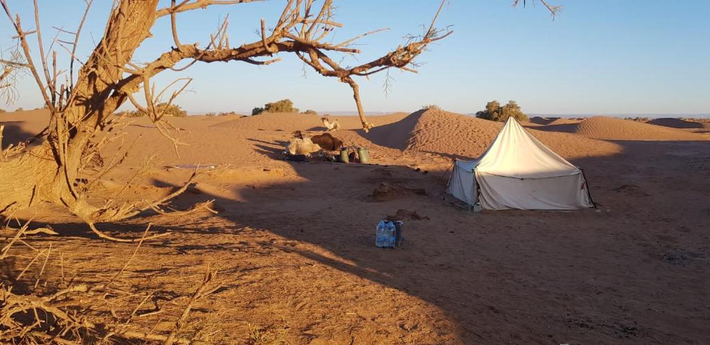 Sahara Wild Camp