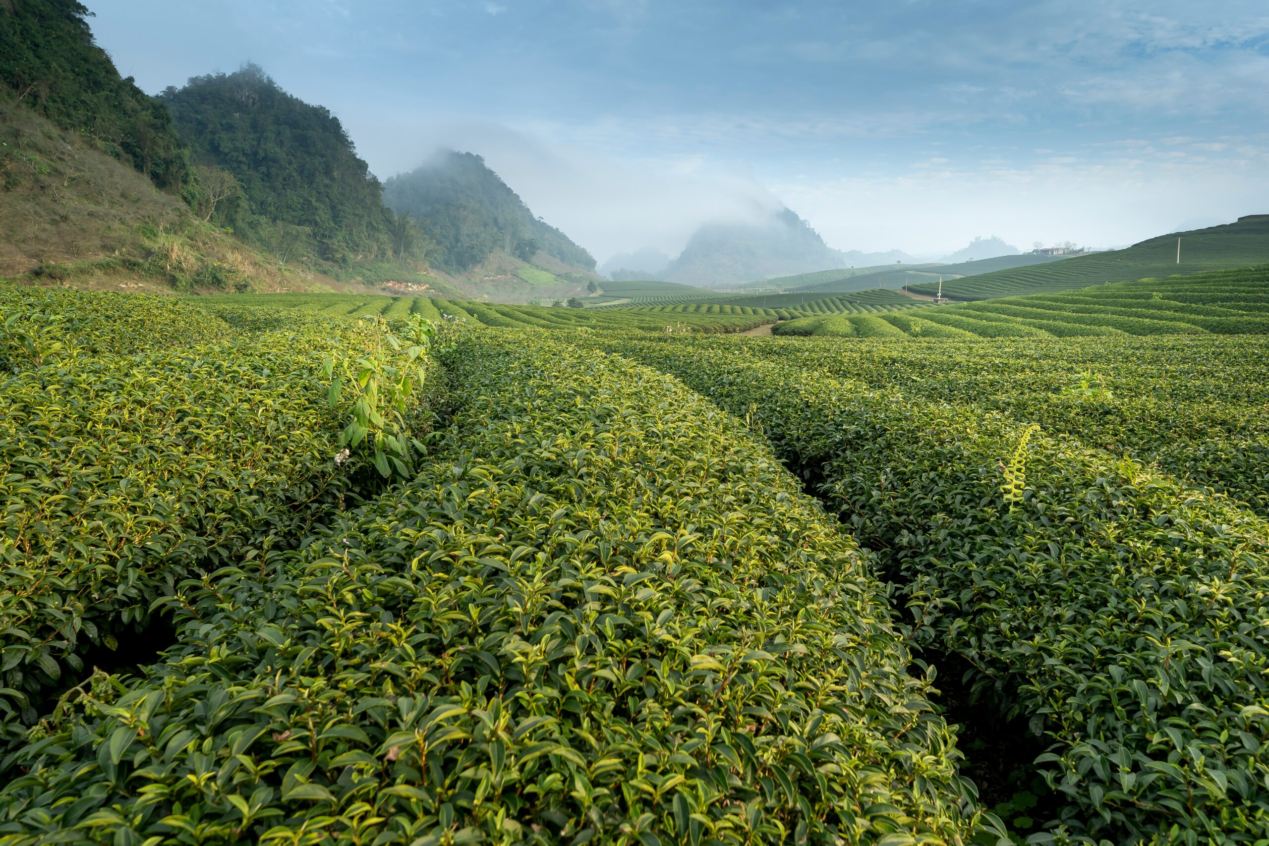 Gorreana Tea Factory valley
