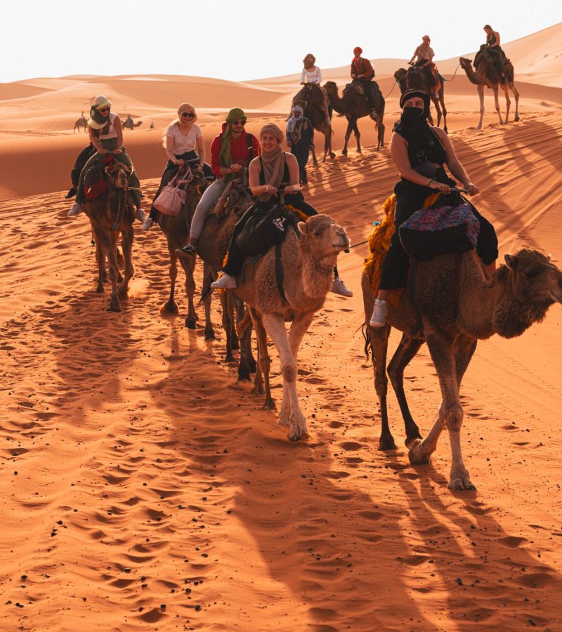 Sahara-camel-activity