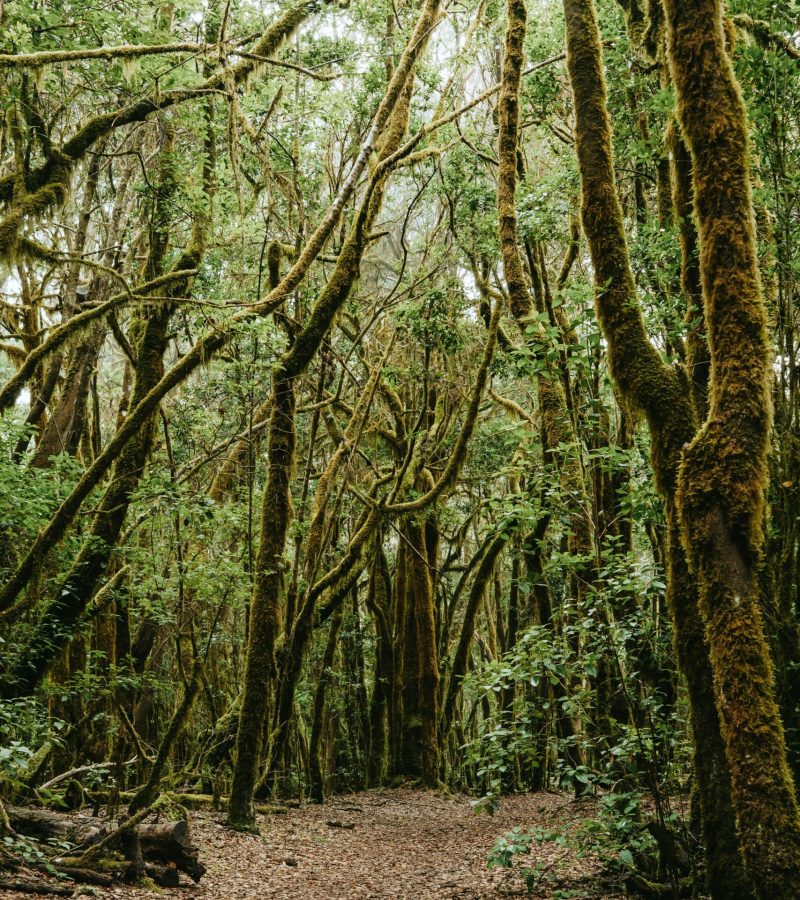 Laurel Forest Trail Gran Canaria